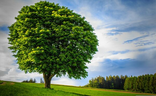 Baum in der Landschaft